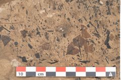 Foto (Detailansicht) von Callitris brongniartii Endl. (NHMW-GEO-2024-0188-11393)